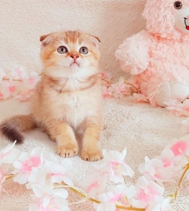 Шотландський котик, очаровашка