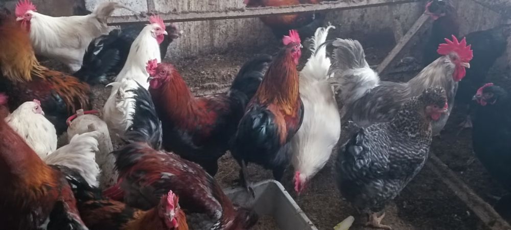 Green Shell koguty oraz mieszańce