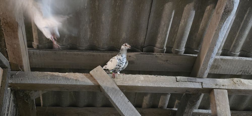 Tygrysy staropolskie pocztowe