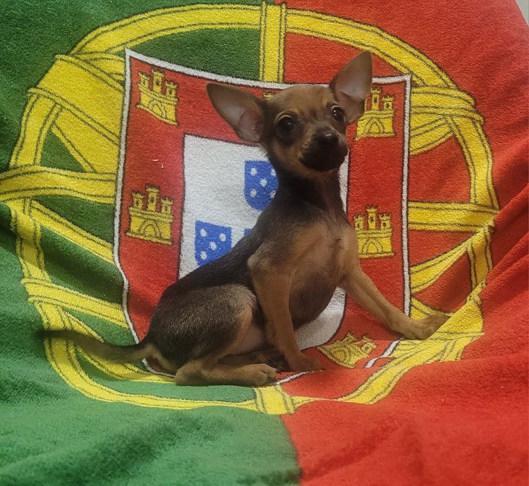 Pinscher miniatura femea