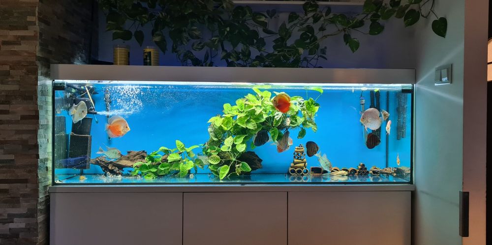 Zestaw akwarium 720L 200x60x60  kompletny z życiem