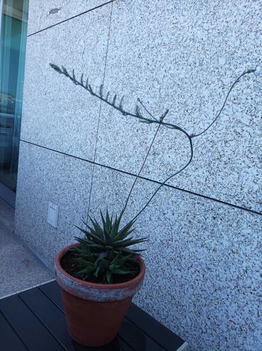 Haworthiopsis attenuata var. radula
