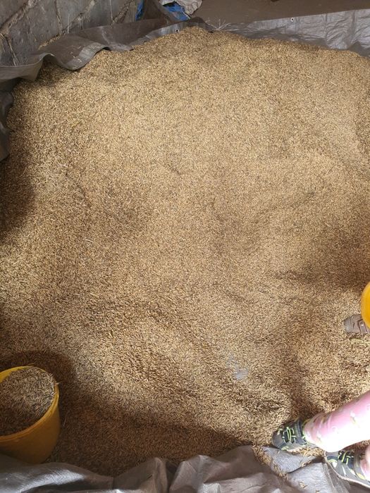 Sprzedam owies rok 2025.  Jęczmień ozimy po kwalifikacie 6 rzędowy