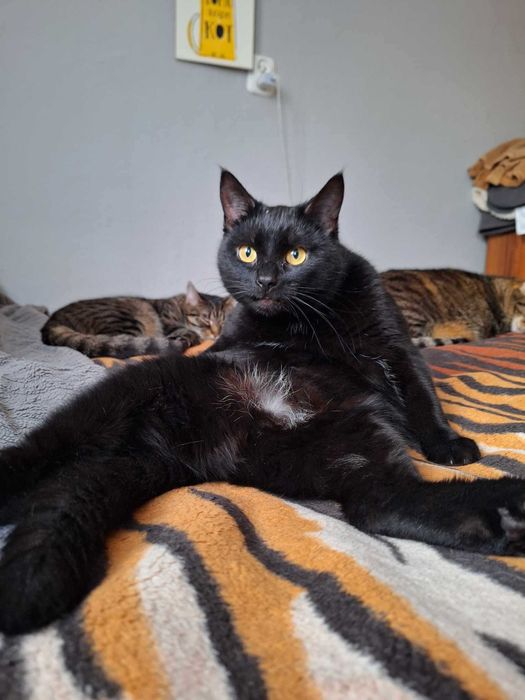 Kotka która nie słyszy - szuka domu