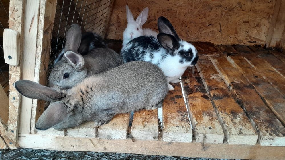 Продам крольчат ,дата народження  31.10.25 р.,01.11.25 р., 09.11.25 р.