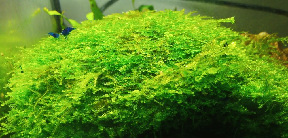 Musgo Christmas - vesicularia montagnei