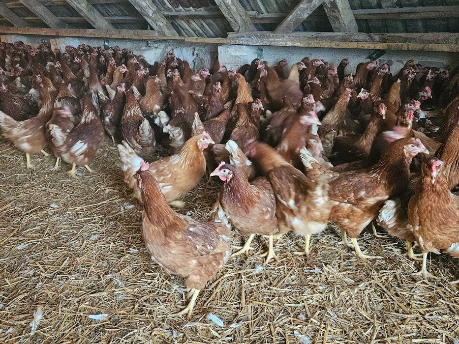 Kurki kokoszki nioski odchowane nioski Tetra brązowa