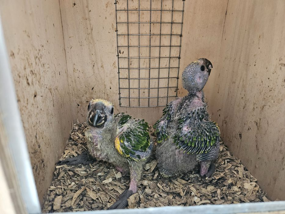 Casal Amazonas Aestivas Reprodutor