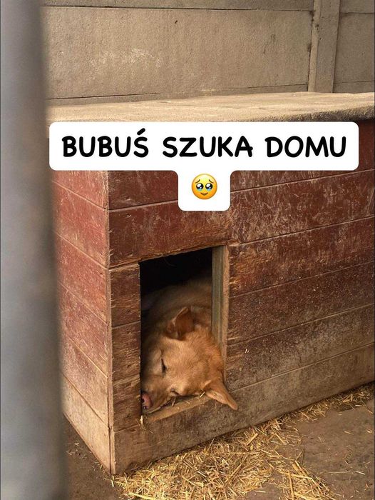 Bubuś - łagodny i energiczny puchaty psiak
