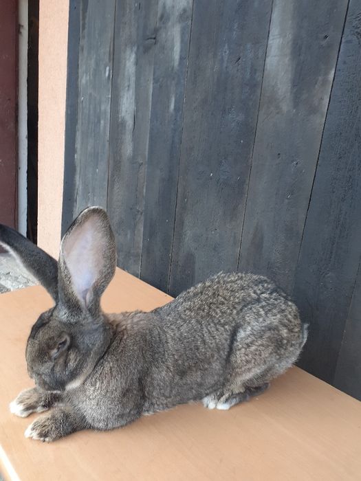 Piękne młode belgi.