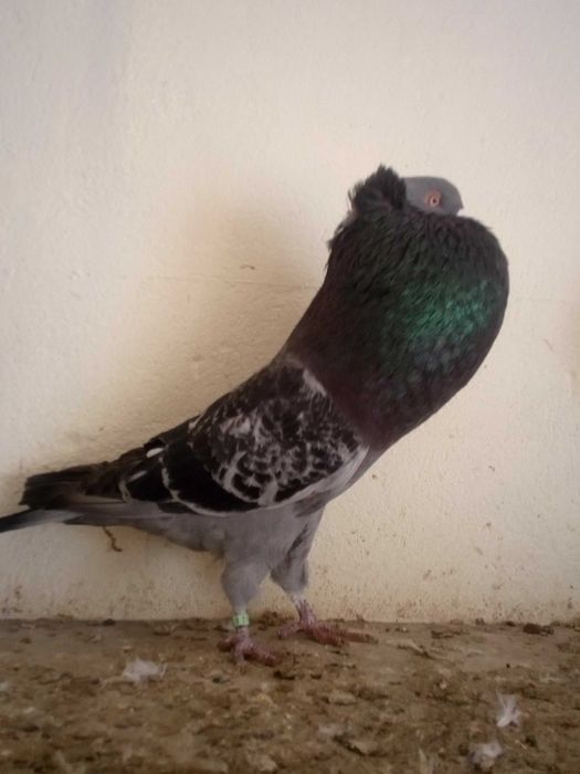 golebie garlacze gornoslaskie koroniaste