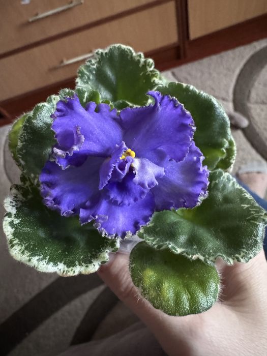 Продам Сортові фіалки