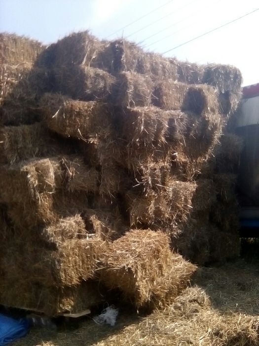 Солома ячмінна пшенична вівсяна