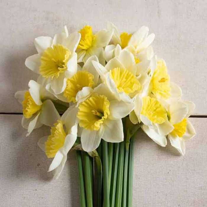 букет нарцисів в подарунок