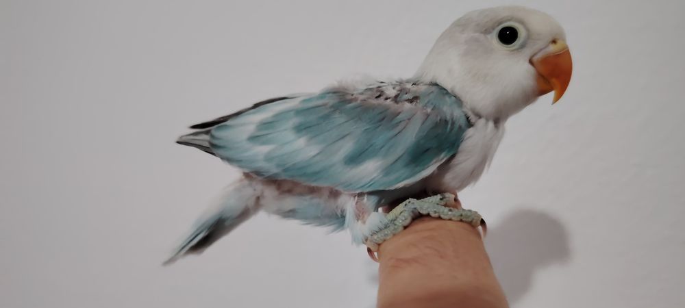 Agapornis Fischer , Blue Opalino.