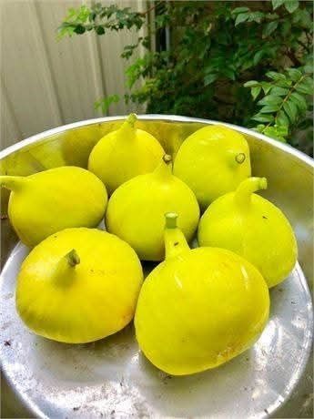 Черенки инжира новинка сорта