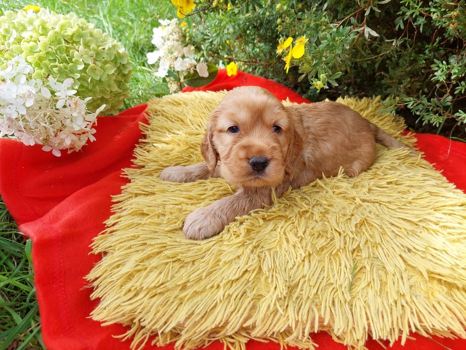 Cocker Spaniel Angielski Szczenię