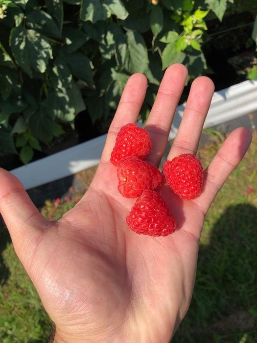 Sadzonki malin Clarita odpowiednik maravilli