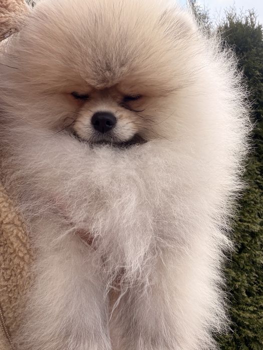 Szpic miniaturowy(pomeranian) chłopiec