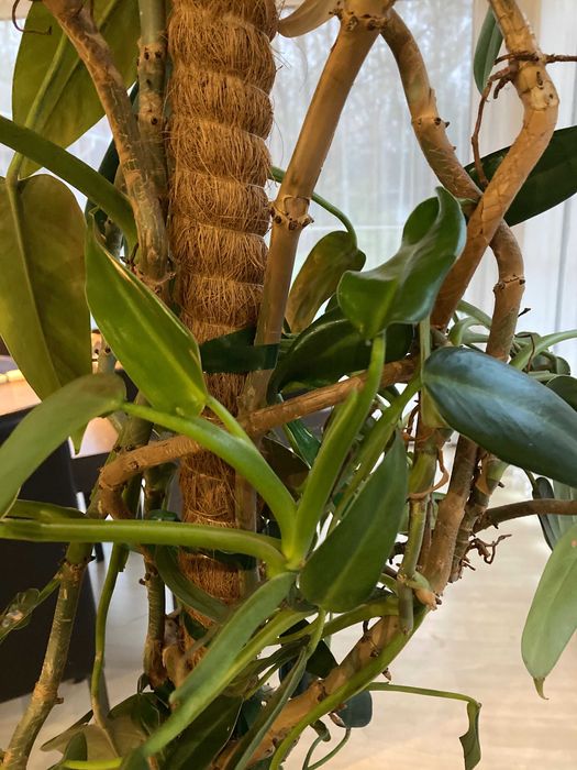 Piękny, zadbany, zdrowy filodendron