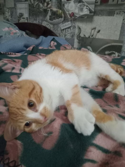 Лагідний котусик у добрі руки
