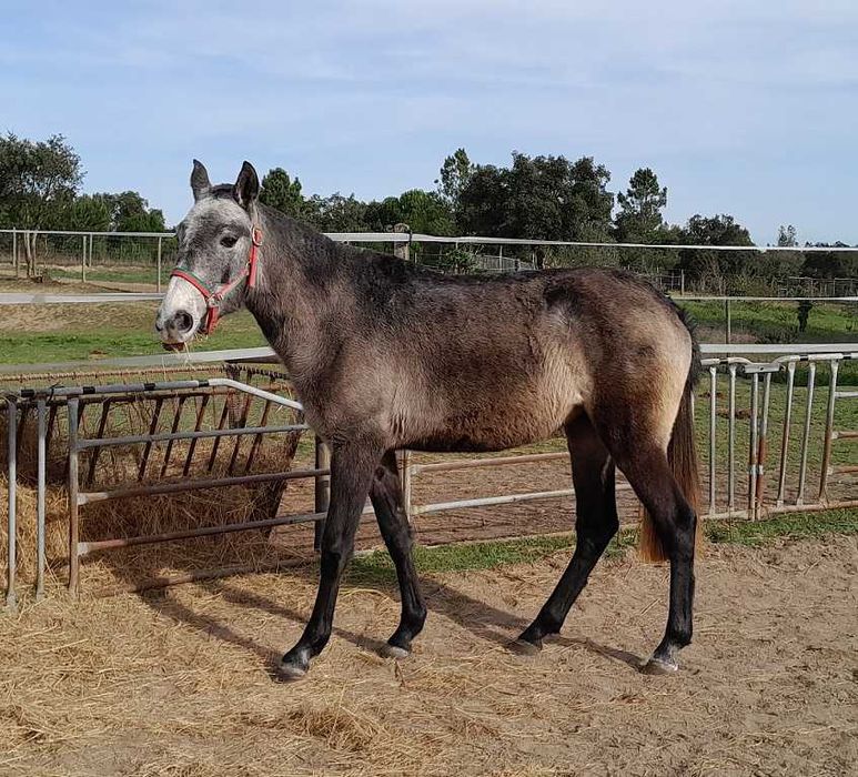 Linda poldra PSL Lusitana Pura