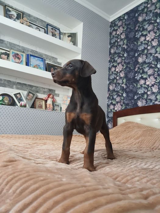 Шикарные мальчишки и днвчёнки добермана КСУ-FCI