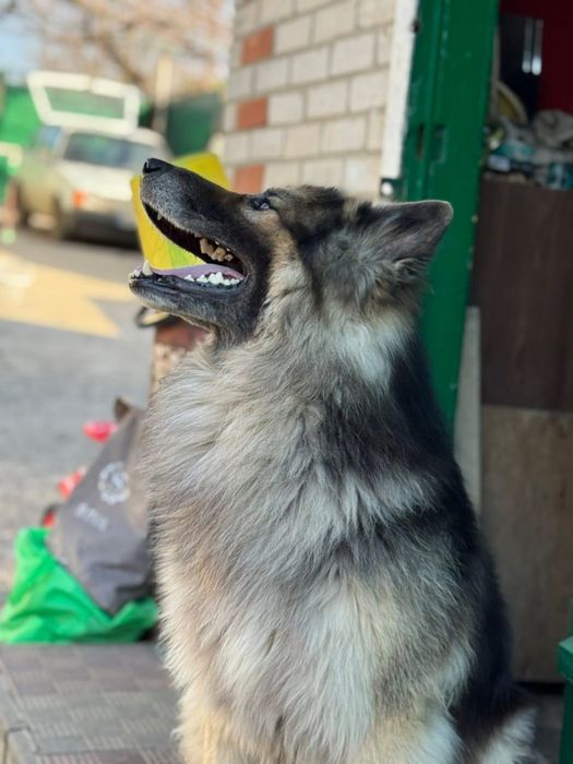 Вʼязка. Кобель німецької вівчарки
