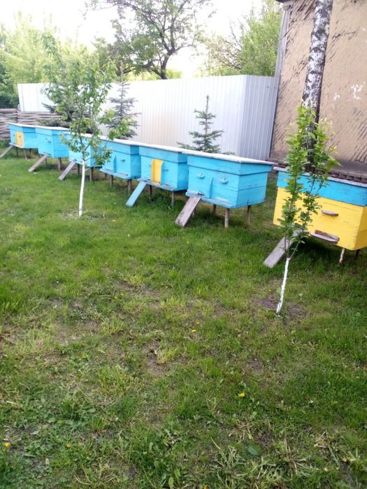 Пасика 10 вуликів