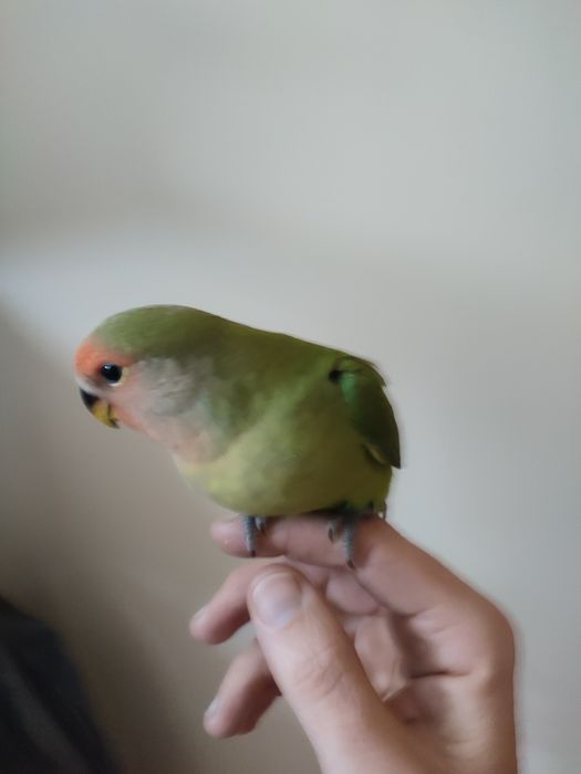 Agapórnis roseicollis domesticados