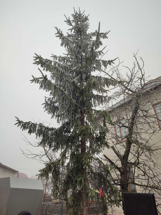 Продам Ялинку ялинка піхта на зріз.  7 м.  і 5 м.