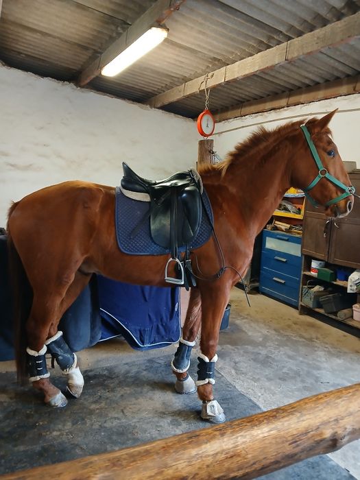 Cavalos Lusitanos  a Vende