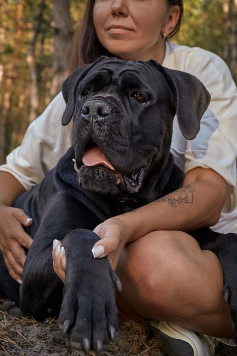 Цуценята від Интерчемпина