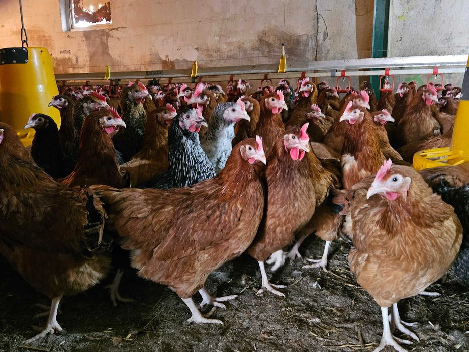 Kurka nioska Rosa na wybieg odchowana