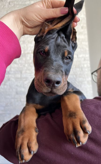 Doberman FCI/ZKwP