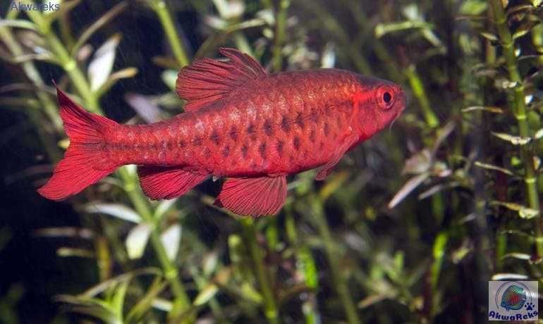 MISIEKZOO brzanki - Brzanka titeya tylko 4 zł