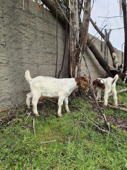 Cabritos    boer