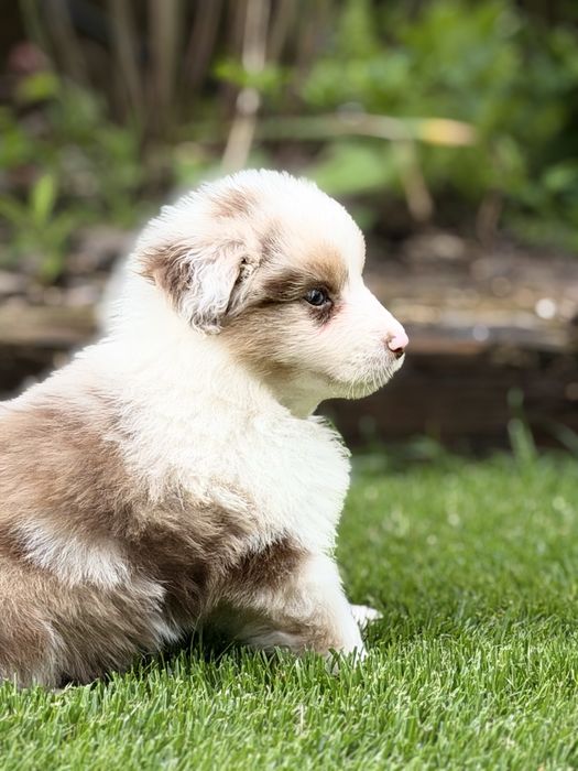 Samiec Red Merle Miniaturowy Owczarek Amerykański