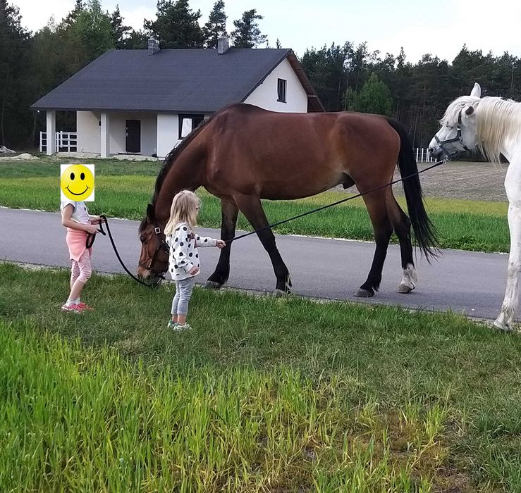 Gniady wałach 10 lat