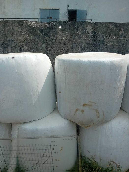 Rolos de palha de azevem