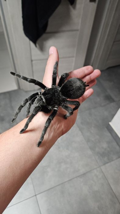 Gramostola Pulchra 8DC