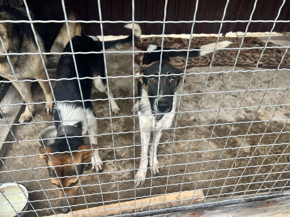 Віддам безкоштовно двох собак село Павлівка Калинівка район