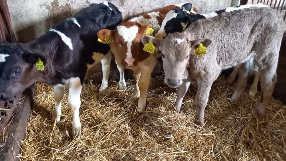 Byczki mięsne 4szt MM sprzedam