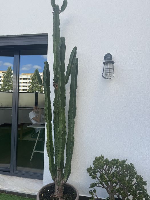 Catus Euphorbia
