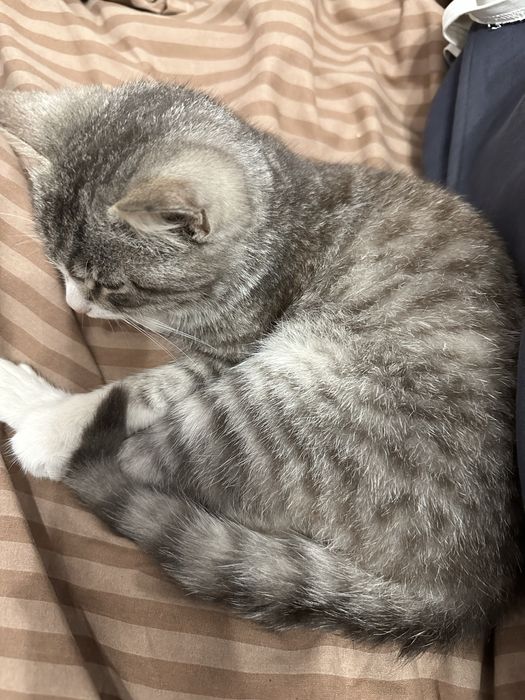 Віддам кошеня в добрі руки