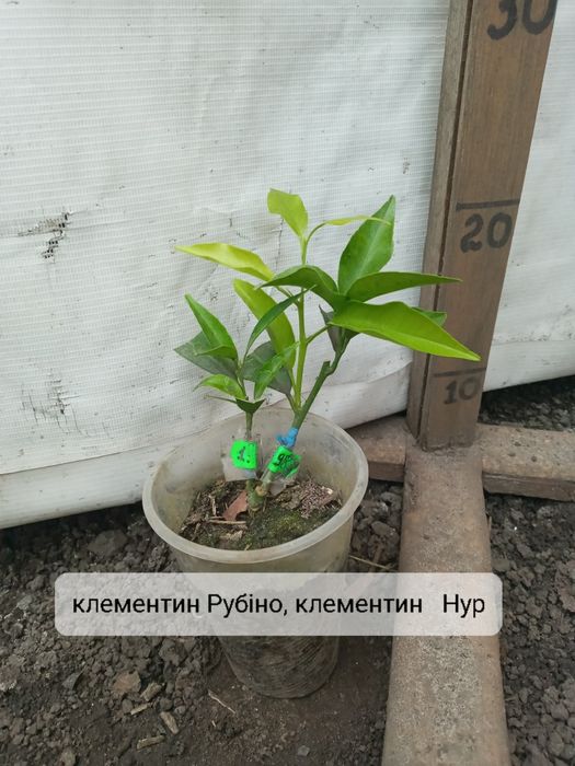 Сад цитрус 2 сорта