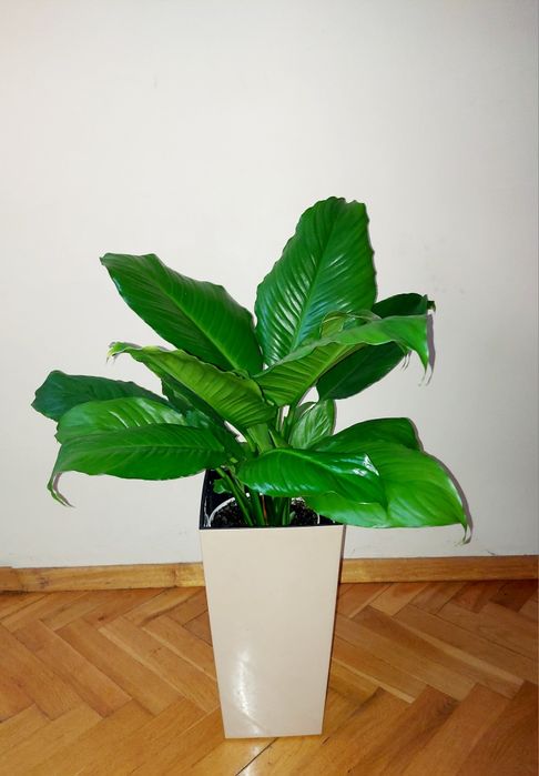 Piękny i młody skrzydłokwiat