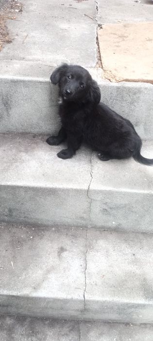 Cachorrinhos para adoção