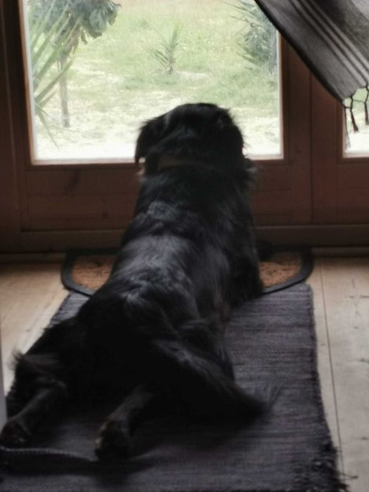 Adoção cão e gato