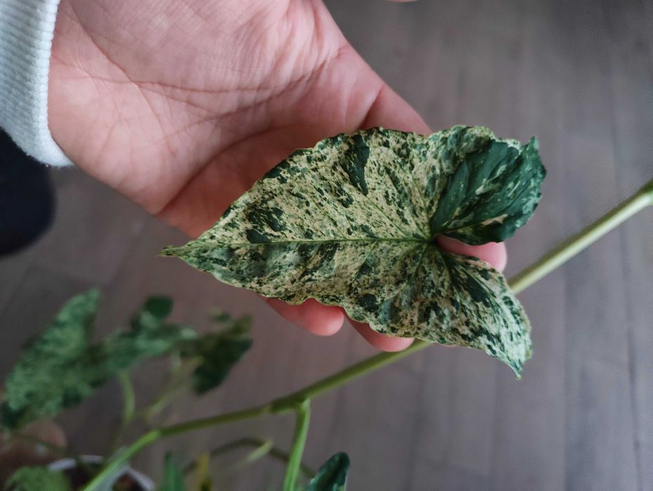 Syngonium Mottled Mojito